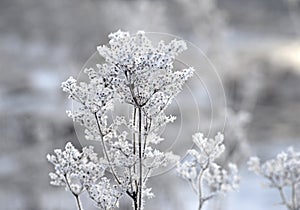 Plant covered in rimefrost