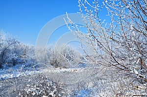 Plant covered with white frost. Winter.