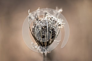 Plant- Cow parsnip