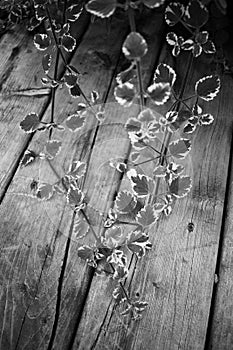 Plant Crawling Across a Wooden Deck Black & White