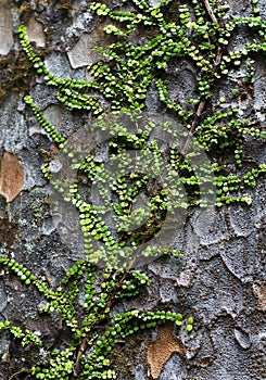 Plant crawling on Kauri tree