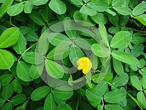 Plant of the creeping peanut with small yellow flower