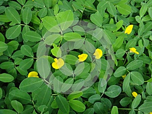 Plant of the creeping peanut with small yellow flowers