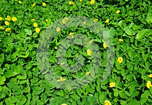 Plant of the creeping peanut with small yellow flowers