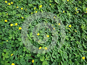 Plant of the creeping peanut with small yellow flowers