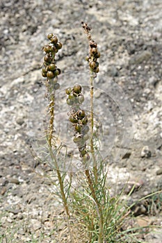Plant Crimean asfodelina (lat. Asphodeline taurica), stems with seeds