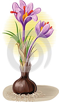 Plant crocus from which saffron is obtained.