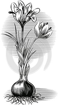 Plant crocus from which saffron is obtained. photo