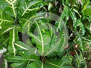 Plant of Croton codiaeum