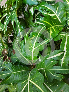 Plant of Croton codiaeum
