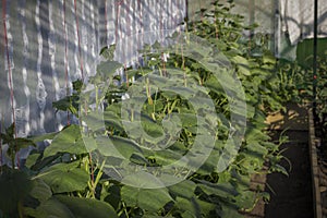 Plant a cucumber