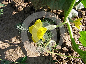 The plant of cucumber in the garden