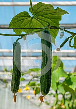 plant cucumber with yellow flowers. Juicy fresh cucumber close-up macro on a background of leaves