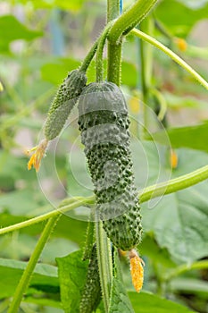 Plant cucumber with yellow flowers. Juicy fresh cucumber close-up macro on a background of leaves