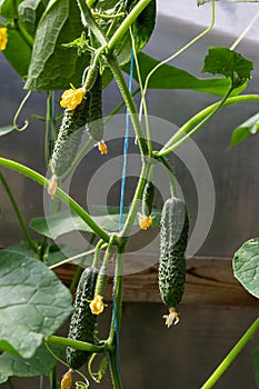 Plant cucumber with yellow flowers. Juicy fresh cucumber close-up macro on a background of leaves