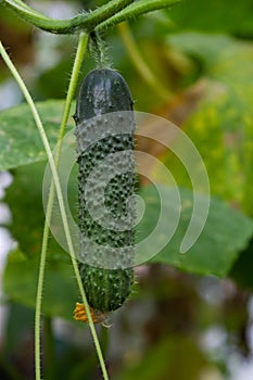 Plant cucumber with yellow flowers. Juicy fresh cucumber close-up macro on a background of leaves