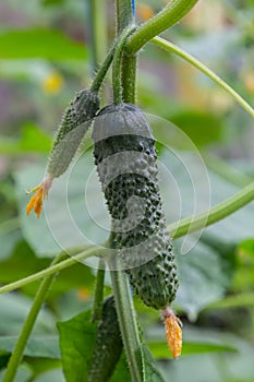 Plant cucumber with yellow flowers. Juicy fresh cucumber close-up macro on a background of leaves