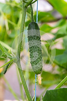 plant cucumber with yellow flowers. Juicy fresh cucumber close-up macro on a background of leaves