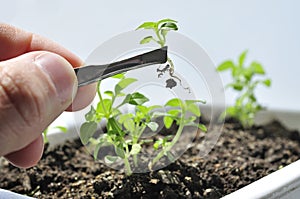 Plant cultivation agriculture photo