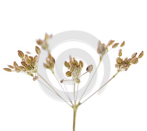 Plant cumin photo