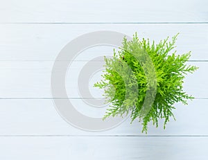 Plant Cupressus Goldcrest Wilma isolated