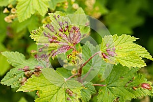Plant Currant With Red Spots Of Fungal Disease In Garden Close Up