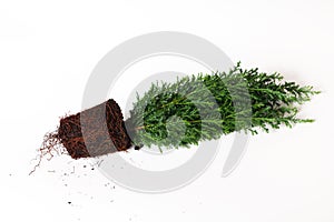 Plant cypress seedling with soil on white background. Earth Day April 22 concept photo