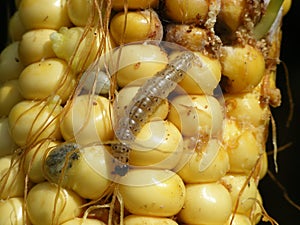 Plant damaged by European corn borer or borer or high-flyer Ostrinia nubilalis. It is a one of most important pest of maize crops.