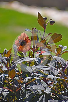 Plant with dark brown leaves and singe orange flower