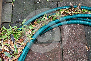 Plant debris next to a hosepipe in a garden