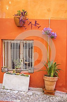 Plant decoration next to a wall & street in typical Mediterranean houses.