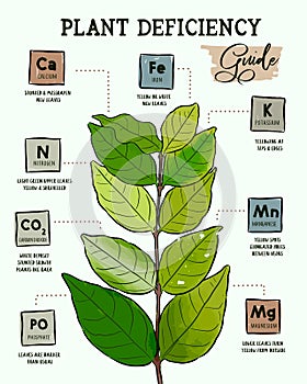 Plant Deficiency Guide - Planting issues