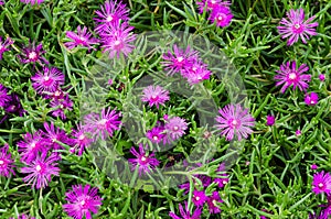 Green garden with colorful flowers of a purple-pink. photo