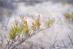 Plant in the desert - conceptual photo for growth in adverse conditions