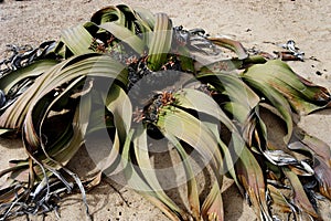 Plant in desert sand