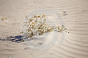 Plant in the desert sands