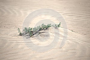 Plant in the desert sands