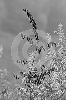 Plant detail with dry leaves in black and white.