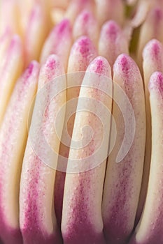 Plant detail of magnolia pistil