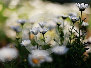 Details of white flowers in the park photo