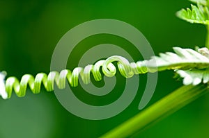 Plant detail vetch tendril