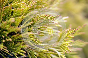 Plant details. Plant background, pattern or texture.