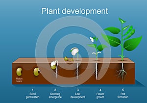 Plant development