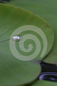 Plant with dew drops