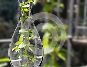 Plant dews captured in a transparent bottle