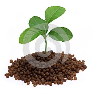 Plant in Diammonium phosphate fertilizer