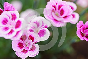 Plant Dianthus `Pink Kisses` , close-up