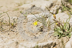 Plant (Diplotaxis muralis) from the family Brassicaceae