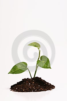 Plant in dirt