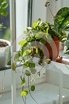 Plant Dischidia ovata in terracotta pot at home closeup